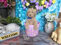 Huck, a male Goldendoodle for sale in Poteau, OK – 6 of 10