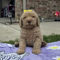 Daisy , a female Goldendoodle for sale in Poteau, OK – 2 of 5