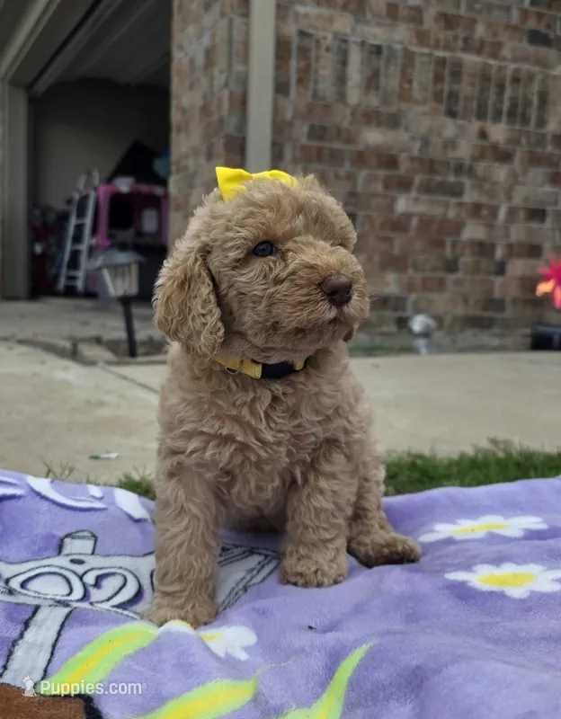 Daisy  – Goldendoodle puppy for sale in Poteau, OK