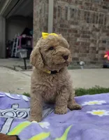 Daisy , a female Goldendoodle for sale in Poteau, OK – 1 of 5