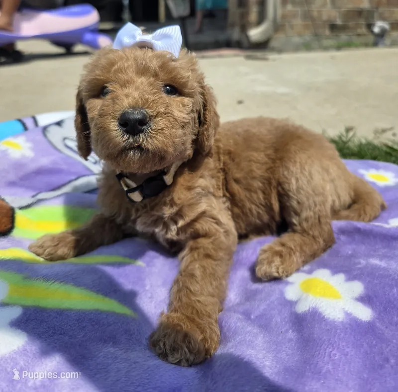 Willow – Goldendoodle puppy for sale in Poteau, OK