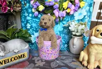 Huck, a male Goldendoodle for sale in Poteau, OK – 10 of 10