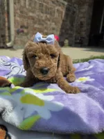 Willow, a female Goldendoodle for sale in Poteau, OK – 3 of 7