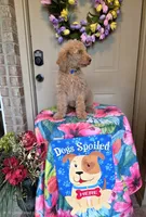 Huck, a male Goldendoodle for sale in Poteau, OK – 4 of 10