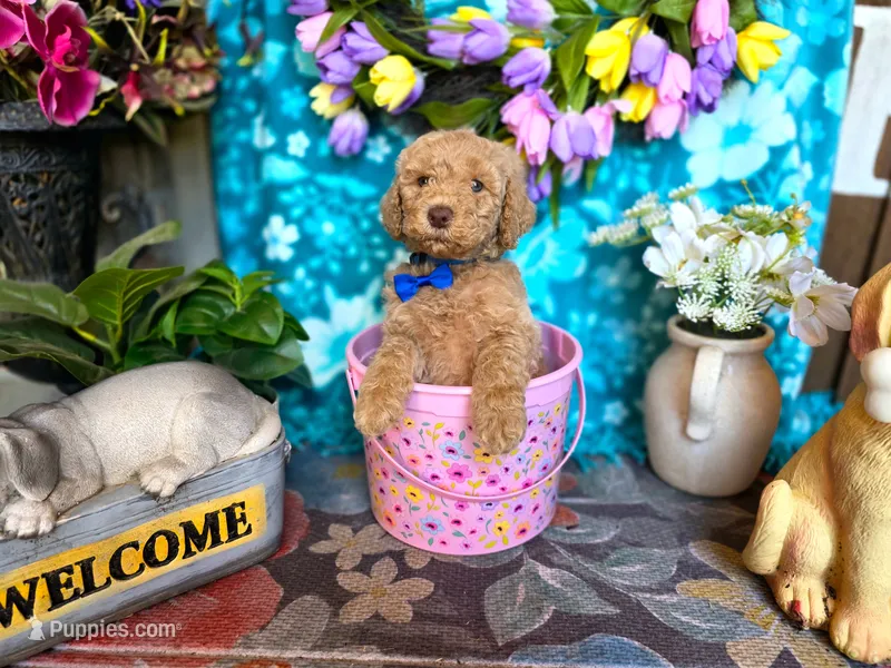 Huck – Goldendoodle puppy for sale in Poteau, OK