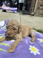 Huck, a male Goldendoodle for sale in Poteau, OK – 5 of 5