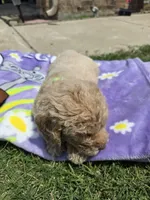 Moose, a male Goldendoodle for sale in Poteau, OK – 4 of 6