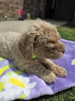 Moose, a male Goldendoodle for sale in Poteau, OK – 5 of 6