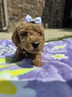 Willow, a female Goldendoodle for sale in Poteau, OK – 4 of 7