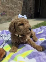 Willow, a female Goldendoodle for sale in Poteau, OK – 5 of 7