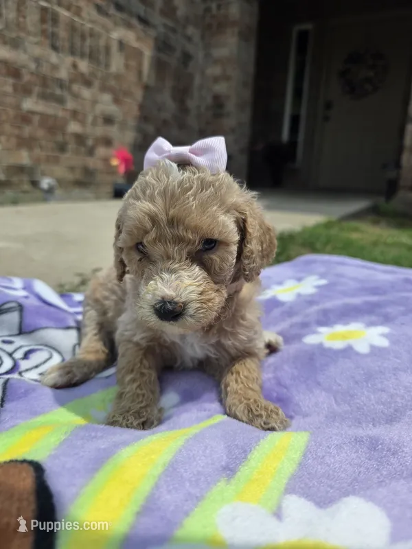 Lola – Goldendoodle puppy for sale in Poteau, OK