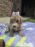 Lola, a female Goldendoodle for sale in Poteau, OK – 1 of 6