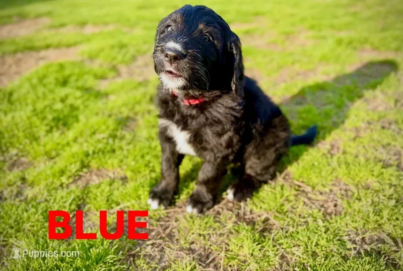 Blue – Bernedoodle, Golden Mountain Doodle puppy for sale in Bolivia, NC
