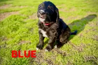 Blue, a female Bernedoodle and Golden Mountain Doodle for sale in Bolivia, NC – Photo 2 of 7