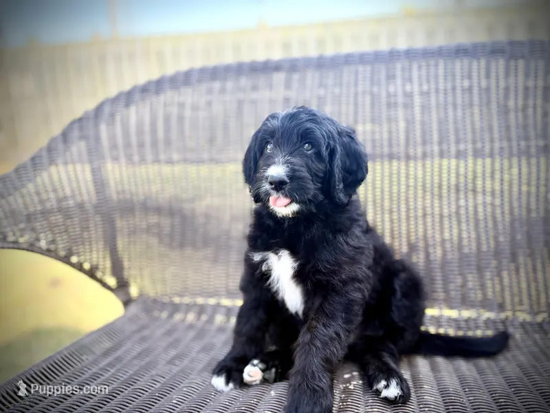 Blue – Bernedoodle, Golden Mountain Doodle puppy for sale in Bolivia, NC