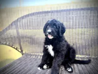 Blue, a female Bernedoodle and Golden Mountain Doodle for sale in Bolivia, NC – Photo 1 of 7
