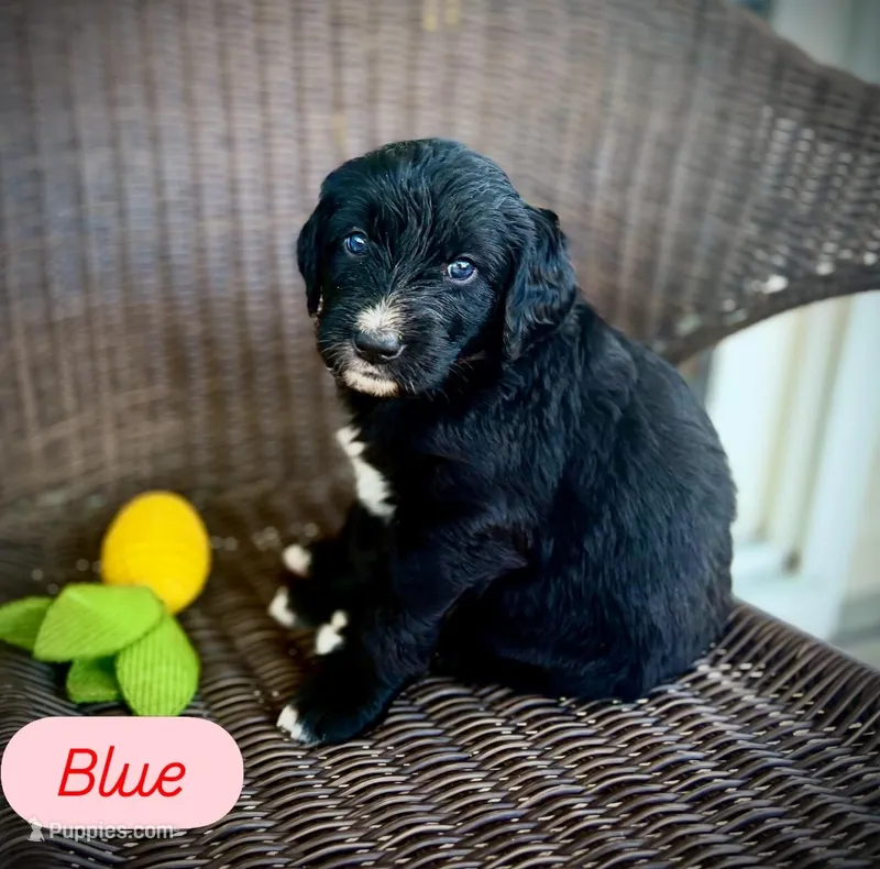 Blue – Goldendoodle, Golden Mountain Doodle puppy for sale in Bolivia, NC