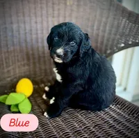 Blue, a female Goldendoodle and Golden Mountain Doodle for sale in Bolivia, NC – Photo 1 of 5