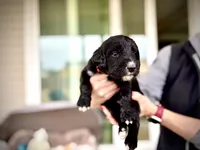Blue, a female Goldendoodle and Golden Mountain Doodle for sale in Bolivia, NC – Photo 3 of 5