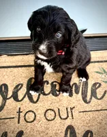 Blue, a female Bernedoodle and Golden Mountain Doodle for sale in Bolivia, NC – Photo 1 of 6