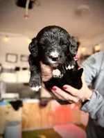 Blue, a female Goldendoodle and Golden Mountain Doodle for sale in Bolivia, NC – Photo 2 of 5