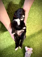 Blue, a female Goldendoodle and Golden Mountain Doodle for sale in Bolivia, NC – Photo 4 of 5