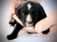 Blue, a female Goldendoodle and Golden Mountain Doodle for sale in Bolivia, NC – Photo 5 of 5