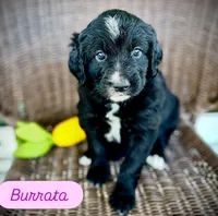 Burrata, a female Golden Mountain Doodle for sale in Bolivia, NC – Photo 1 of 4