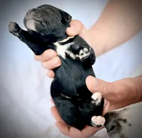 Burrata, a female Golden Mountain Doodle for sale in Bolivia, NC – Photo 2 of 4