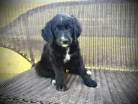 Burrata, a female Bernedoodle and Golden Mountain Doodle for sale in Bolivia, NC – Photo 1 of 9