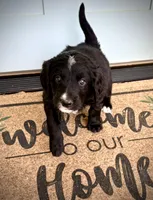 Burrata, a female Bernedoodle and Golden Mountain Doodle for sale in Bolivia, NC – Photo 4 of 7