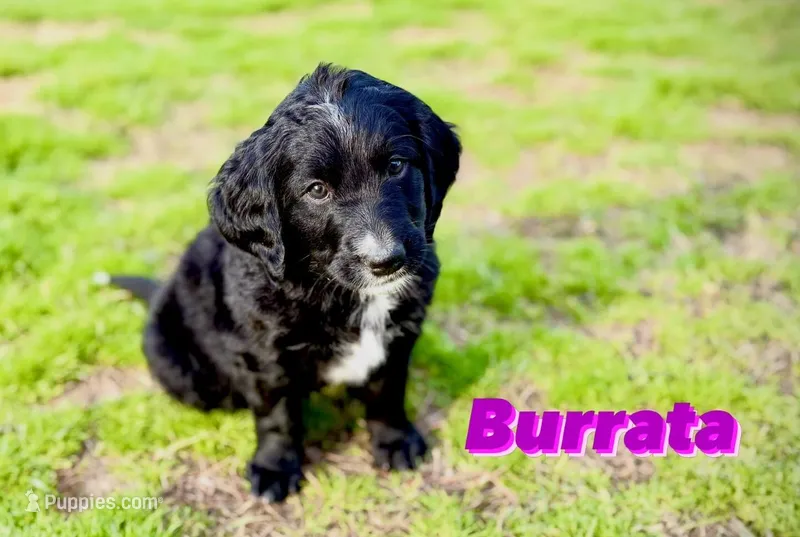 Burrata – Bernedoodle, Golden Mountain Doodle puppy for sale in Bolivia, NC