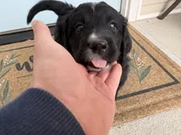 Burrata, a female Bernedoodle and Golden Mountain Doodle for sale in Bolivia, NC – Photo 3 of 7