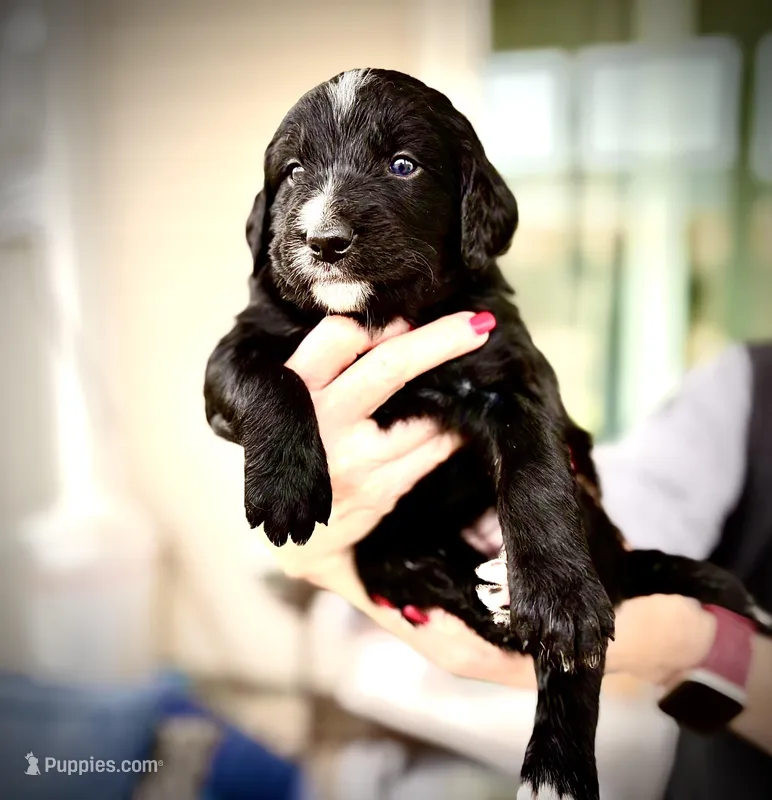 Burrata – Bernedoodle, Golden Mountain Doodle puppy for sale in Bolivia, NC