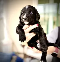 Burrata, a female Golden Mountain Doodle for sale in Bolivia, NC – Photo 3 of 4