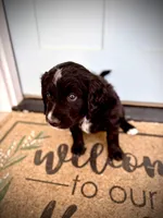 Burrata, a female Bernedoodle and Golden Mountain Doodle for sale in Bolivia, NC – Photo 2 of 7