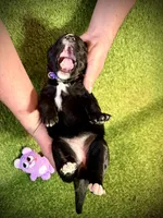 Burrata, a female Golden Mountain Doodle for sale in Bolivia, NC – Photo 4 of 4