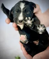 Pepper Jack, a male Golden Mountain Doodle for sale in Bolivia, NC – Photo 3 of 5