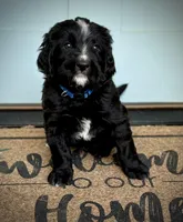 Pepper Jack, a male Bernedoodle and Golden Mountain Doodle for sale in Bolivia, NC – Photo 1 of 6