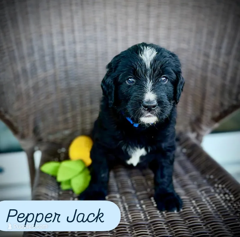 Pepper Jack – Golden Mountain Doodle puppy for sale in Bolivia, NC