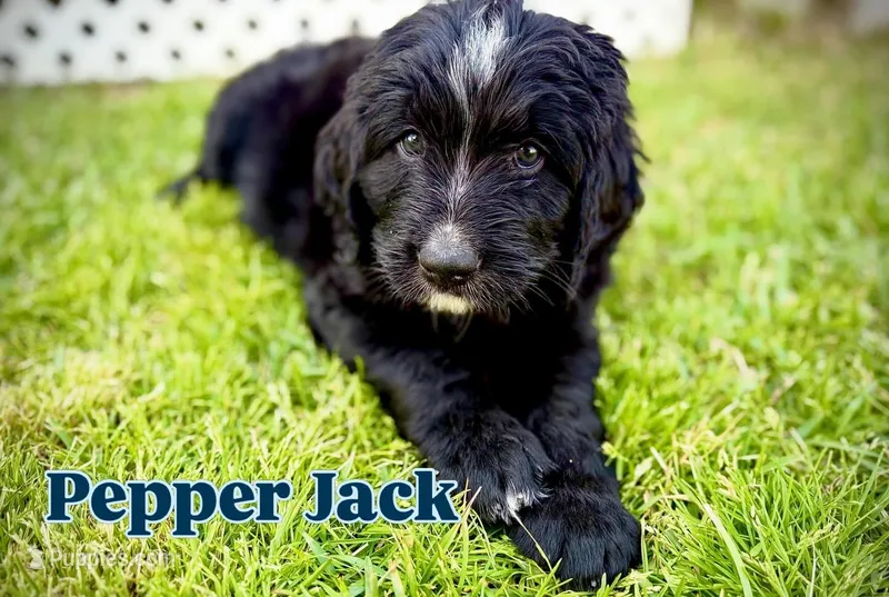Pepper Jack – Bernedoodle, Golden Mountain Doodle puppy for sale in Bolivia, NC