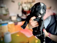 Pepper Jack, a male Golden Mountain Doodle for sale in Bolivia, NC – Photo 4 of 5