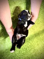 Pepper Jack, a male Golden Mountain Doodle for sale in Bolivia, NC – Photo 2 of 5