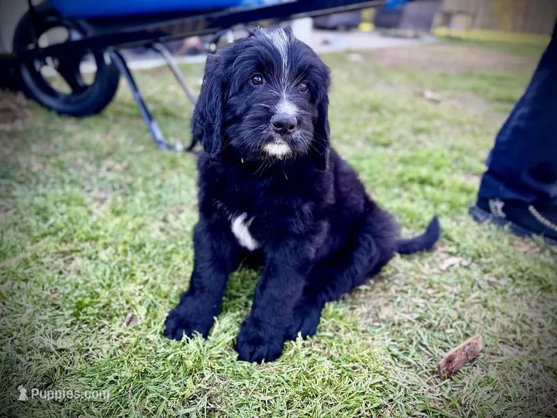 Pepper Jack – Bernedoodle, Golden Mountain Doodle puppy for sale in Bolivia, NC