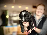 Pepper Jack, a male Golden Mountain Doodle for sale in Bolivia, NC – Photo 5 of 5