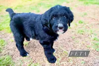 Feta, a female Bernedoodle and Golden Mountain Doodle for sale in Bolivia, NC – Photo 2 of 7