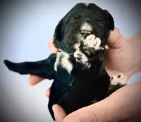 Feta, a female Golden Mountain Doodle for sale in Bolivia, NC – Photo 2 of 2