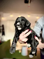 Feta, a female Goldendoodle and Golden Mountain Doodle for sale in Bolivia, NC – Photo 2 of 4