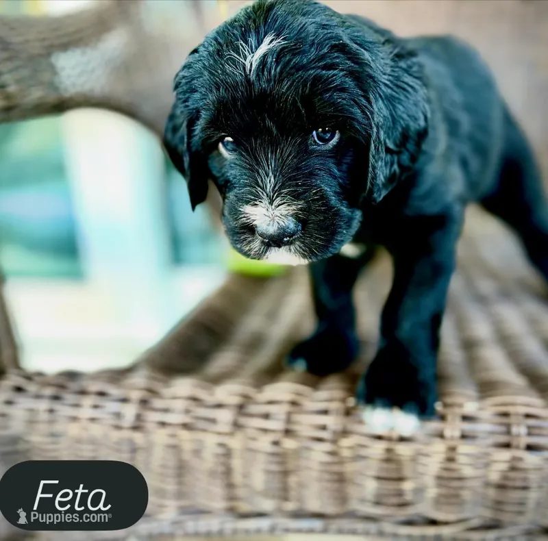 Feta – Golden Mountain Doodle puppy for sale in Bolivia, NC