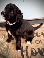 Feta, a female Bernedoodle and Golden Mountain Doodle for sale in Bolivia, NC – Photo 2 of 5